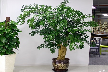 幸福树怎么种植