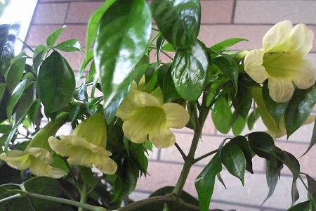 幸福树怎么种植