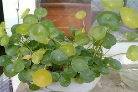 铜钱草为什么发黄