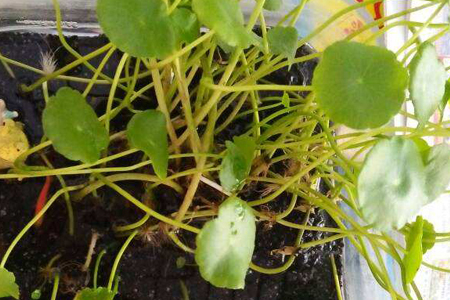 铜钱草为什么发黄