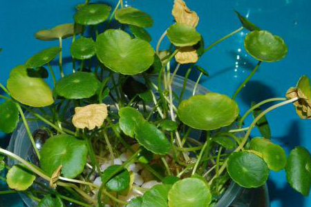 铜钱草为什么发黄