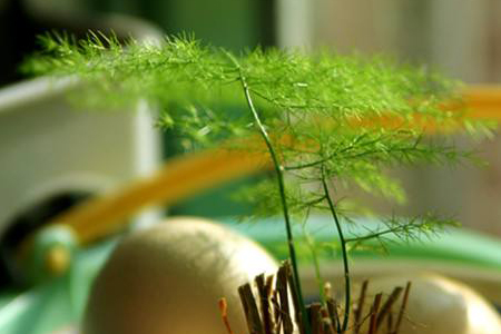 文竹为什么需要修剪