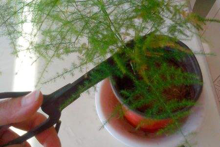 文竹为什么需要修剪