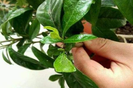 栀子花为什么不开花