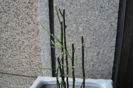 文竹为什么需要修剪