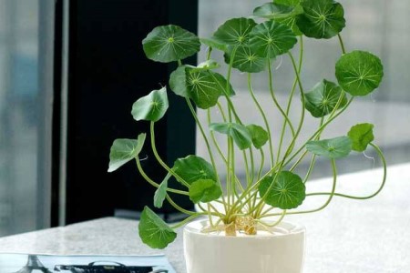 铜钱草为什么越长越高