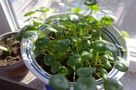 铜钱草为什么越长越高