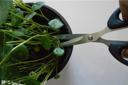 铜钱草为什么越长越高