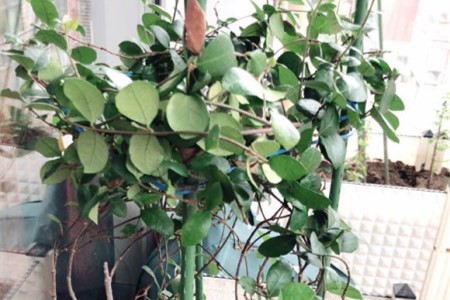 茉莉为什么不开花