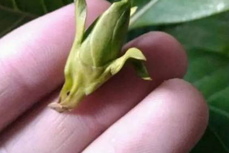 栀子花为什么掉花苞