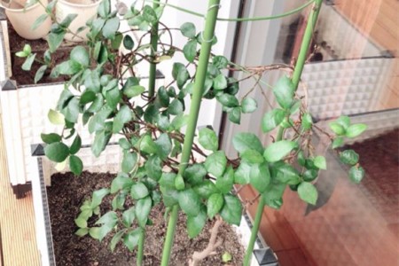 茉莉为什么不开花