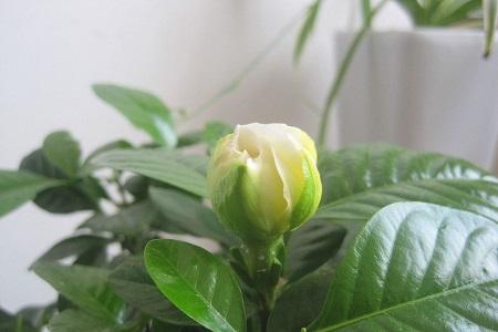 栀子花为什么掉花苞