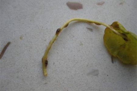 铜钱草为什么基本都枯萎了