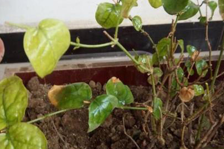 茉莉为什么干叶子