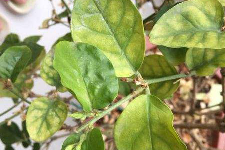 茉莉为什么干叶子