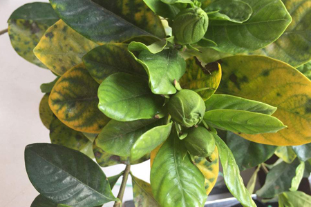 栀子花为什么干叶子