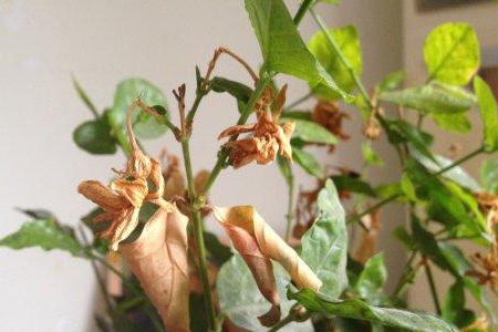 茉莉为什么干叶子