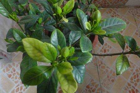 栀子花为什么干叶子