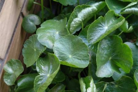 铜钱草为什么卷叶子