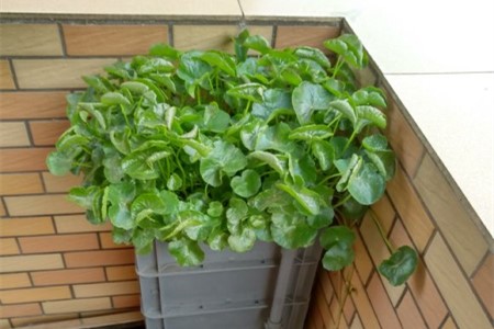 铜钱草为什么卷叶子