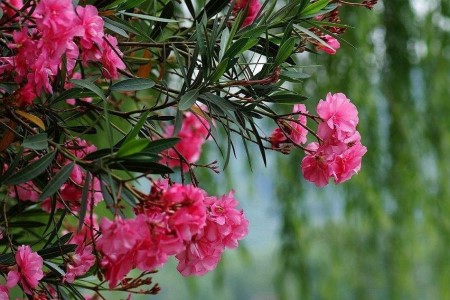 夹竹桃为什么有毒