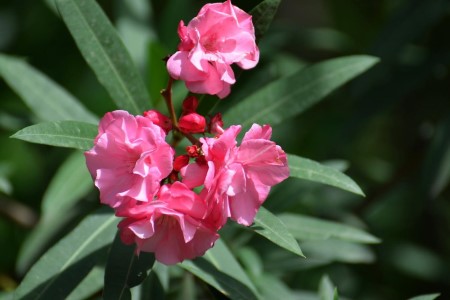 夹竹桃为什么有毒