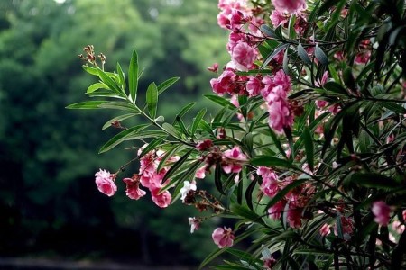 夹竹桃为什么有毒