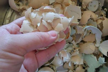 哪种花适合用鸡蛋壳肥，有什么好处