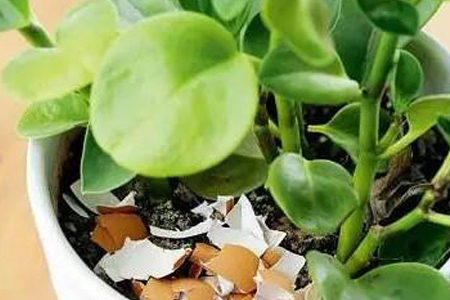 哪种花适合用鸡蛋壳肥，有什么好处