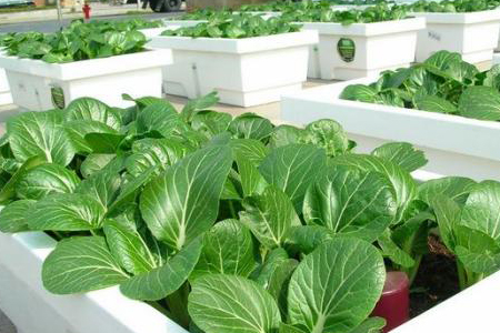 种菜需要施什么肥料，怎么样自制肥料