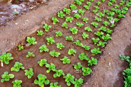 种菜需要施什么肥料，怎么样自制肥料