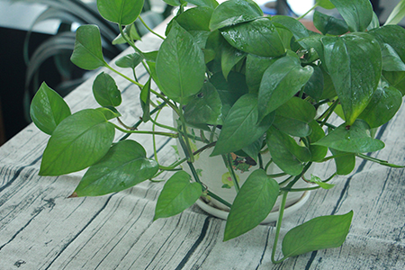 绿萝为什么会蔫