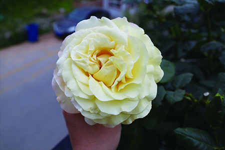 月季要剪枝吗，什么时候剪枝