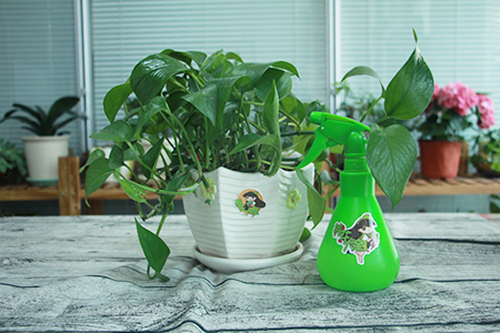 绿萝为什么会烂根