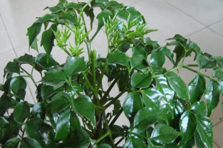 幸福树多大才开花，开花难不难（时间和方法）