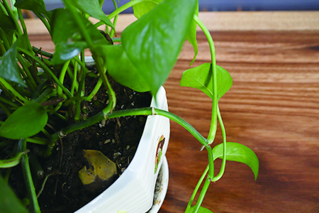 绿萝为什么黄叶子