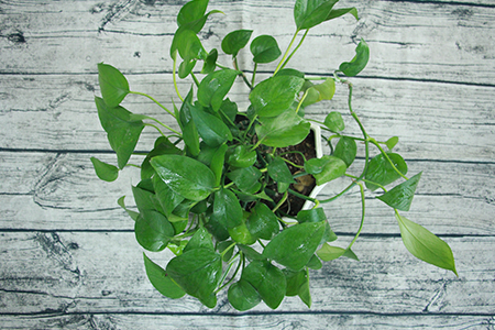 绿萝为什么不长藤