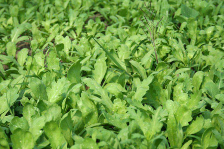 冬天阳台可以种什么菜