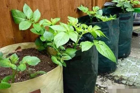 种菜用什么追肥长得快，尿素還是复合肥