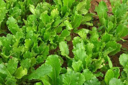 冬天阳台可以种什么菜