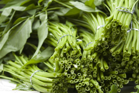 冬天阳台可以种什么菜