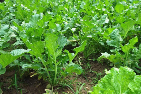 冬天阳台可以种什么菜