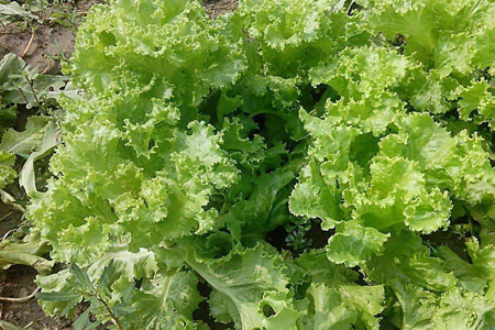 冬天阳台可以种什么菜