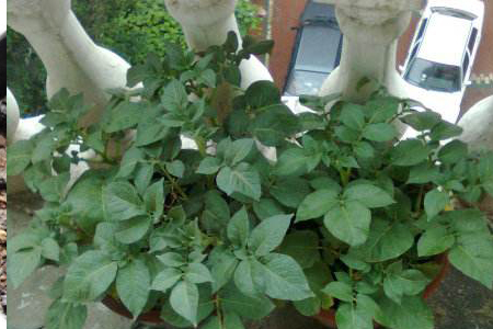 种菜用什么追肥长得快，尿素還是复合肥