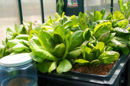 青菜该用什么肥料最好