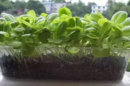 青菜该用什么肥料最好