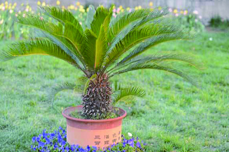 冬天阳台适合养什么花