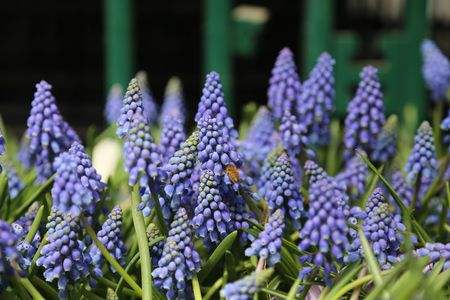 冬天阳台适合养什么花