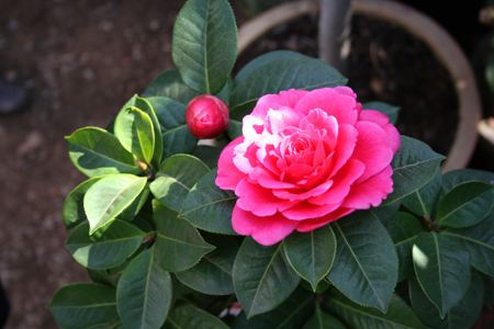 冬天阳台适合养什么花