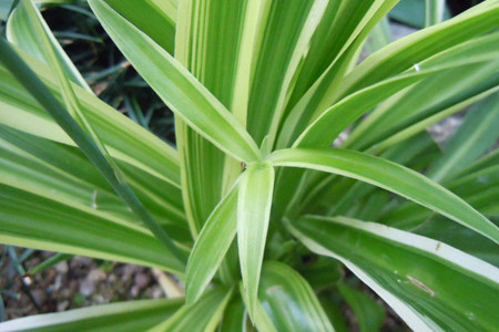 冬天阳台适合养什么花